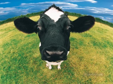 vache Tableaux - vache réaliste